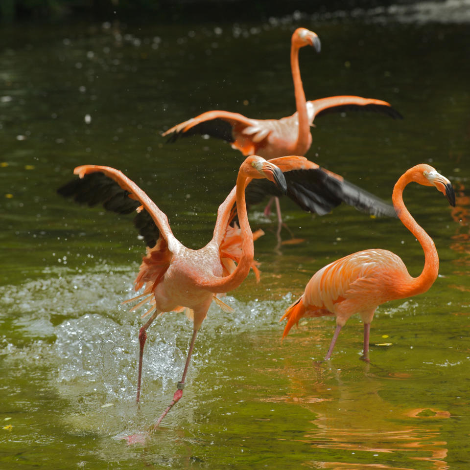 A flock of Caribbean flamingos at Jurong Bird Park’s Flamingo Pool. Guests will have the opportunity to symbolically foster the species through its Foster a Flamingo programme with a contribution of $50, contributing to Wildlife Reserves Singapore’s animal care and conservation efforts. (PHOTO: Wild Reserves Singapore)