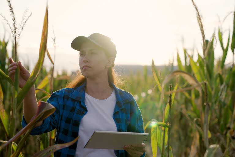 Farmer business woman in corn field, uses tablet computer. Woman farmer with digital tablet works in corn field. Agricultural business concept. Growing food. Harvest in field in autumn. Farmer field