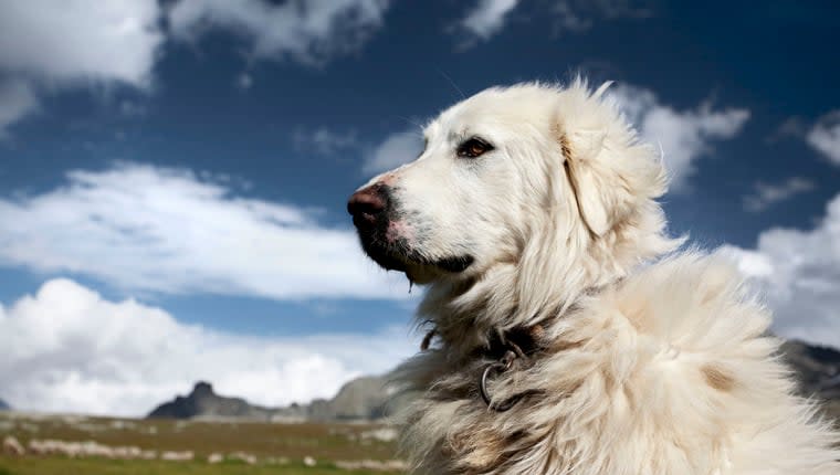 The Best Breeds To Be Homestead Guard Dogs