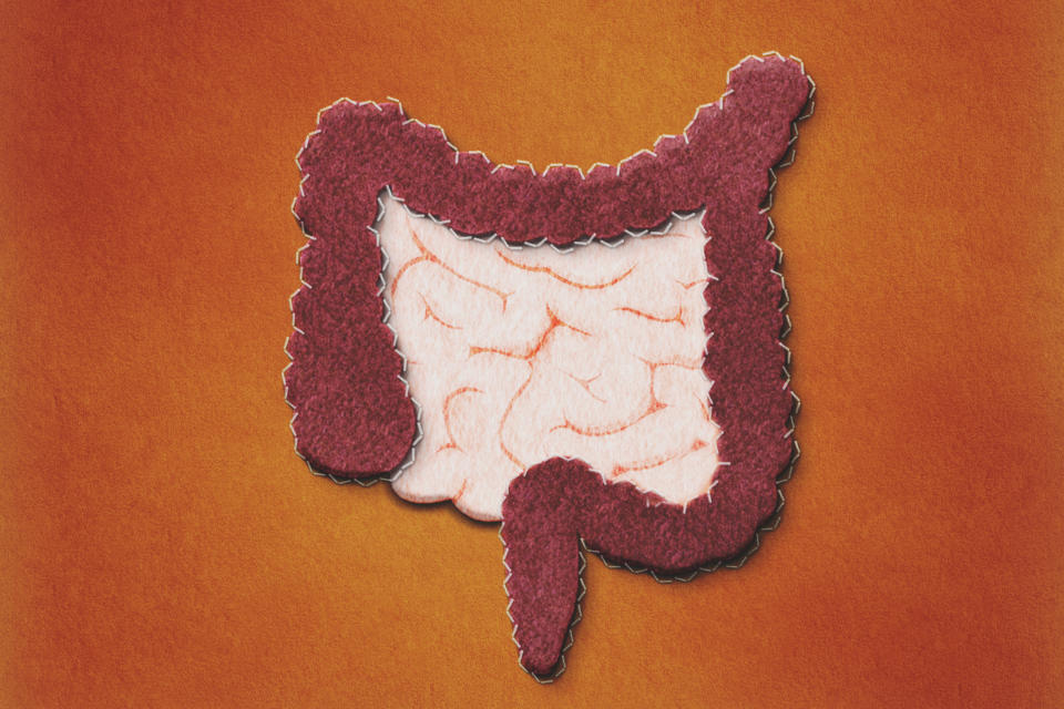 Felt intestine and bacterial growth