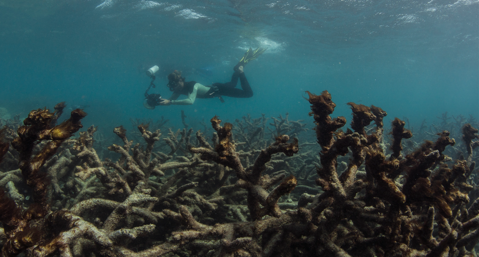 Tourism on the Great Barrier Reef will be impacted without tougher action to reduce global warming. Source: AAP