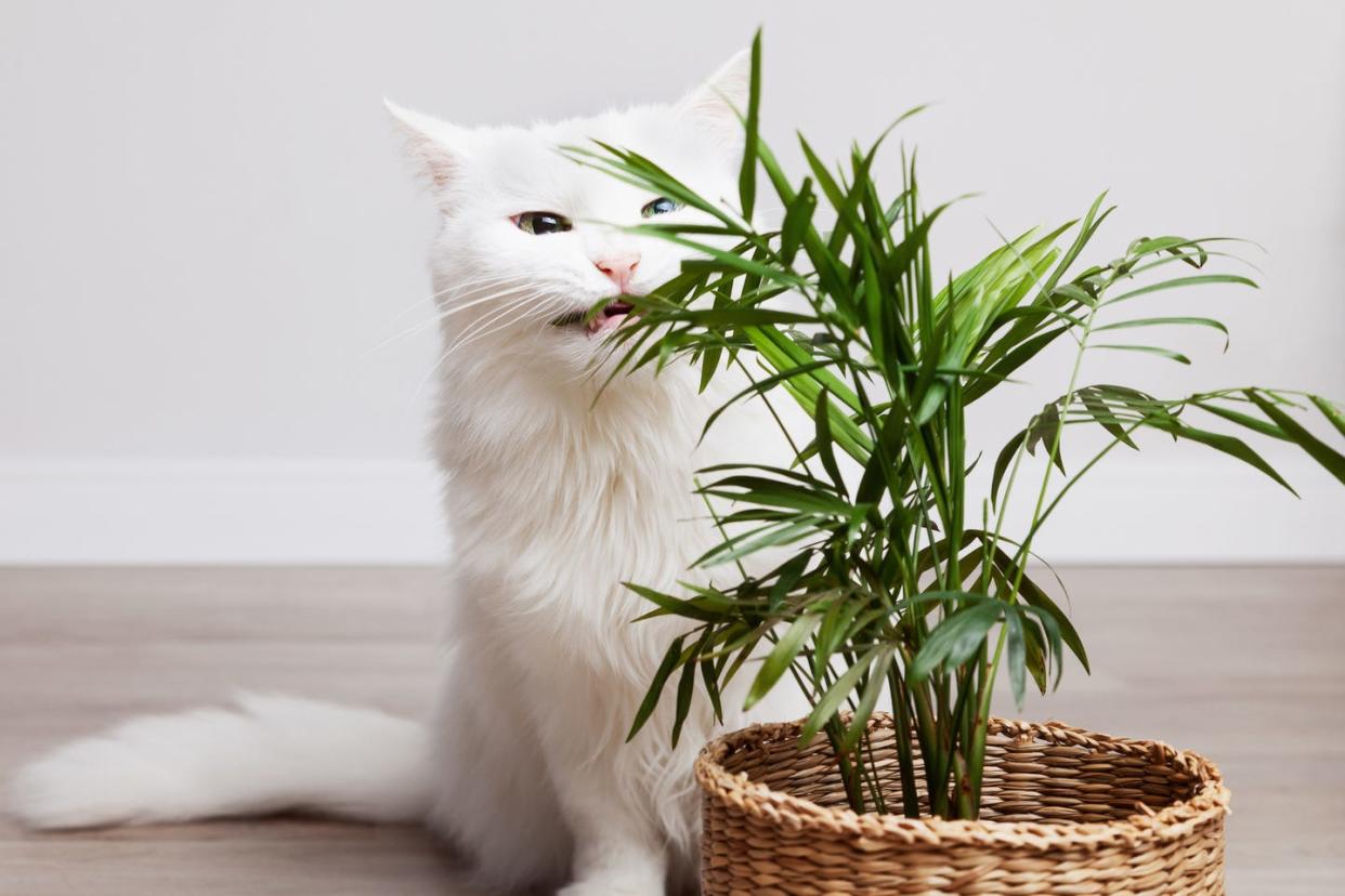 plants that are toxic to cats