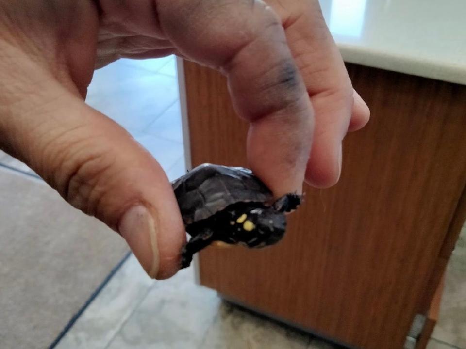A baby turtle at Best Cleaners.