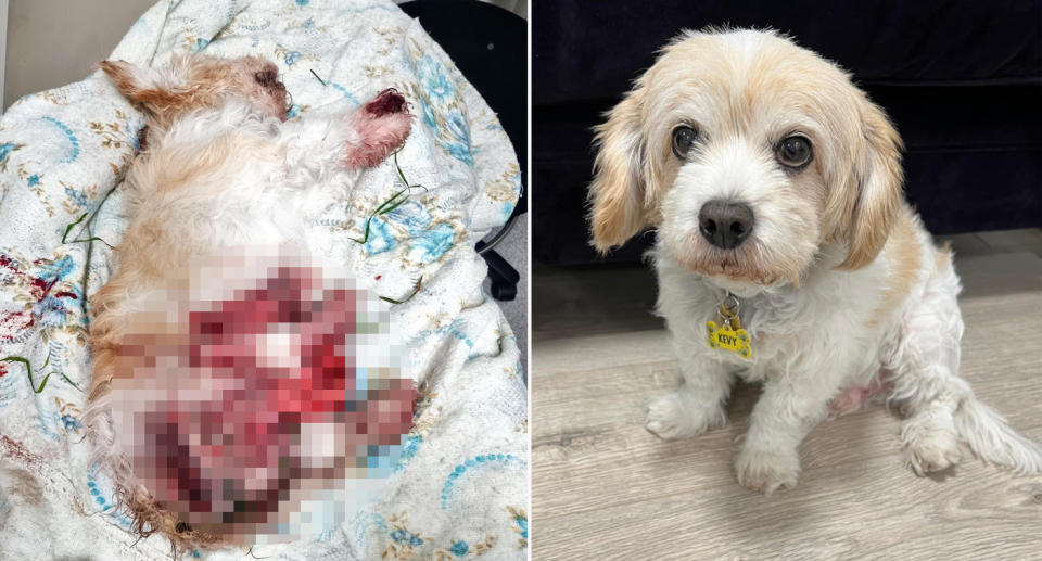 Cavoodle Kevy injuries after Melbourne dog attack