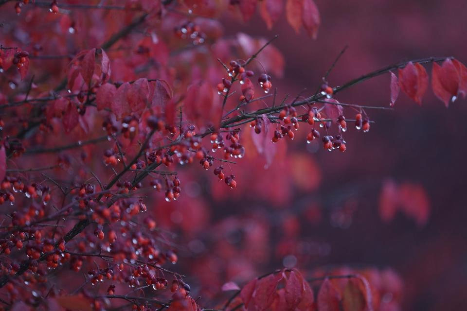 Water hangs off berries on a tree at Letchworth State Park, New York.