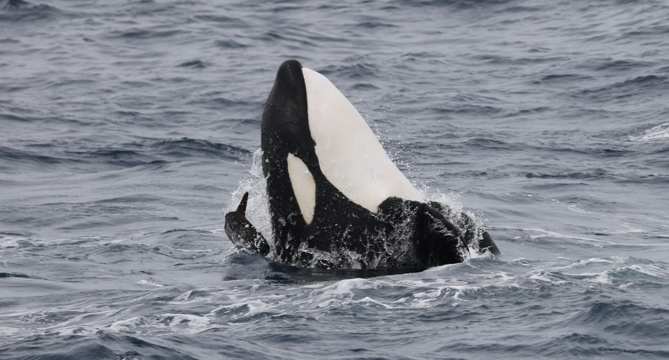 A sunfish can be seen behind the orca's head, working to evade predation. Only the orca's nose is sticking out of the water.