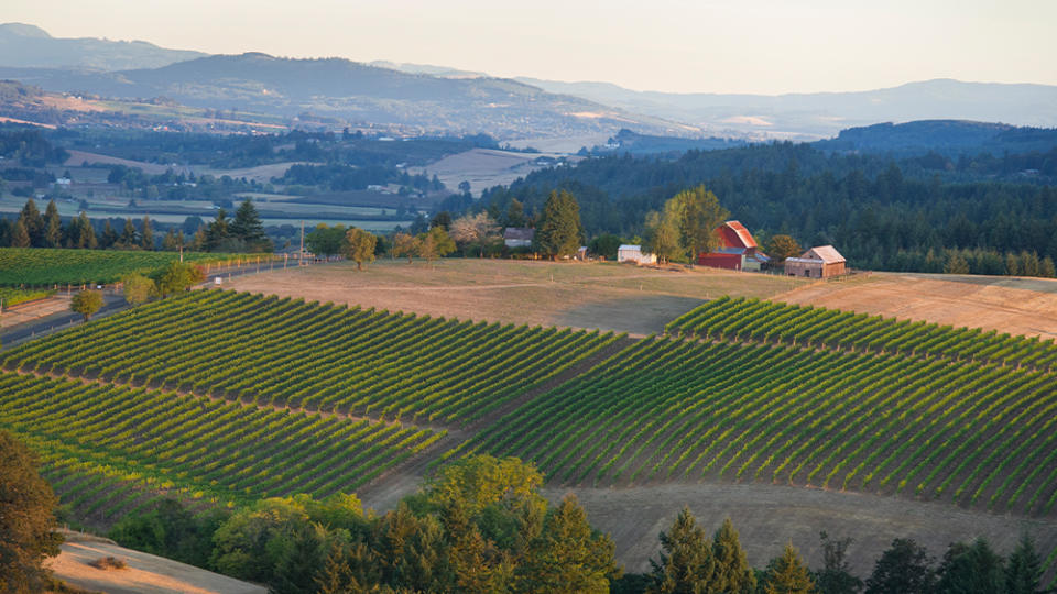 An aerial view of Ribbon Ridge vines. - Credit: Ribbon Ridge Winery