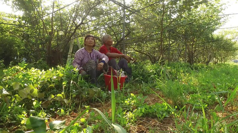 《種土》安和哥種植有機蜜棗。（圖／《種土》集資團隊提供）