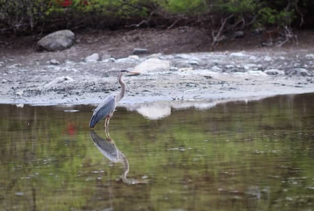 A heron stands in a shallow pond at Brown's Inlet in Ottawa's Glebe neighbourhood on May 6, 2021.