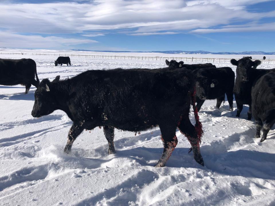 The Gittleson Angus ranch near Walden has lost two heifers and one calf to wolf depredation over the last month, including a heifer like these that was killed Monday and another Tuesday.