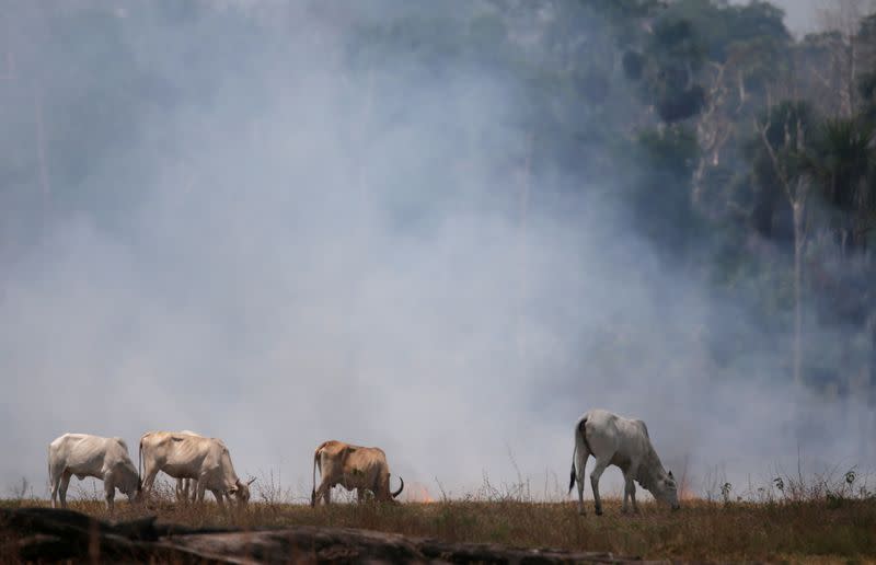 FILE PHOTO: Cattle graze on a smoldering field that was hit by a fire burning a tract of the Amazon forest as it is cleared by farmers, in Rio Pardo