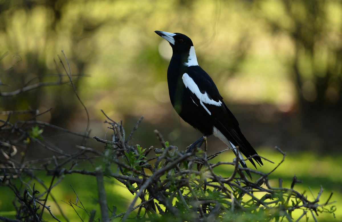 Magpie bird sitting on a hedge in Sydney (AFP via Getty Images)