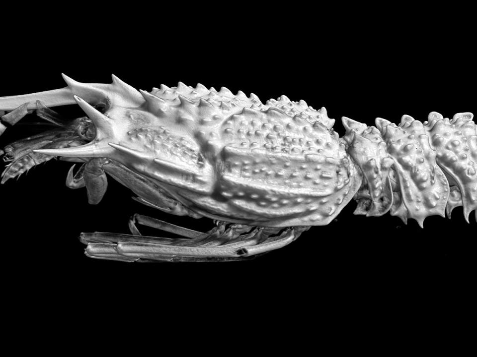 嘉大張素菁助理教授利用micro CT技術呈現深海鐮蝦新物種外觀。（圖：嘉義大學提供）