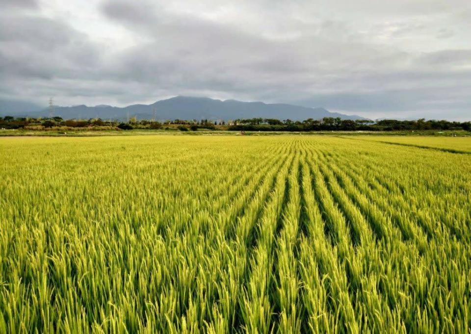 為提升稻米產業競爭力，穩定農民收益，農委會今年起開辦水稻收入保險。（記者羅玉如攝）