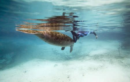 A Florida manatee swims by a snorkeler inside of Three Sisters Springs in Crystal River, Florida January 15, 2015. REUTERS/Scott Audette