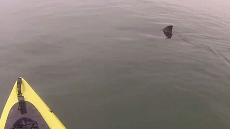 The shark appeared to circle the vessel several times. Source: Supplied