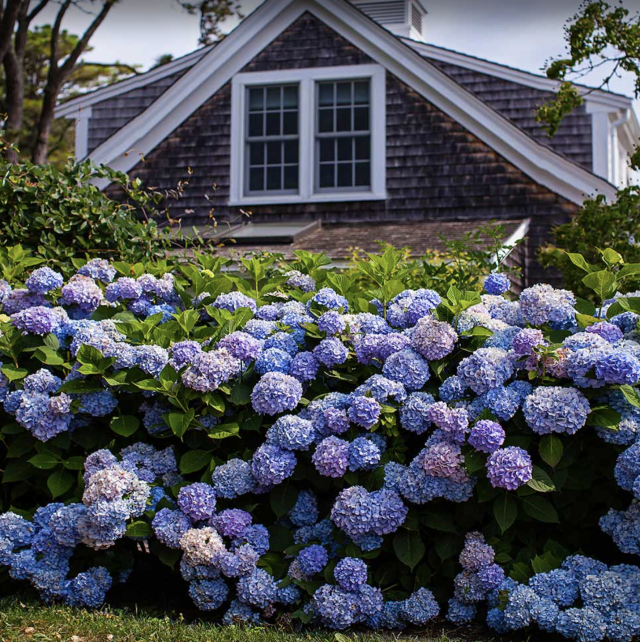 Blundering Gardener: Hydrangeas are exciting for good reason – Twin Cities