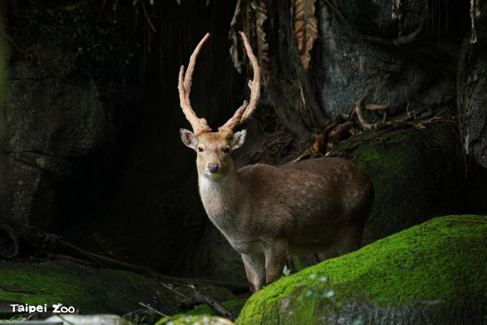 臺北市立動物園的標誌梅花鹿，雖然沒有紅色的皮毛，卻是突顯動物園協助域外族群重返。台北市立動物園提供