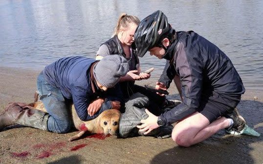 0_Seal-attacked-by-dog-in-Putney.jpg - News Scans