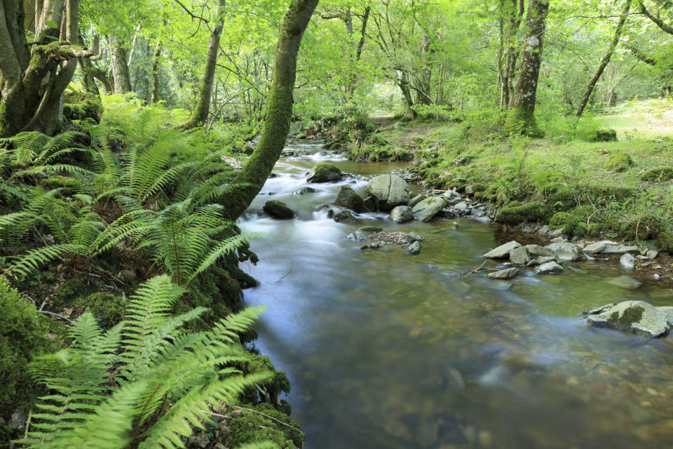 Beavers will help manage water flow at Holnicote (John Miller/NT Images/PA)