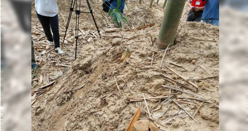 台南長期久旱不雨，竹筍不是長不出來就是長不大。（圖／台南市政府提供）