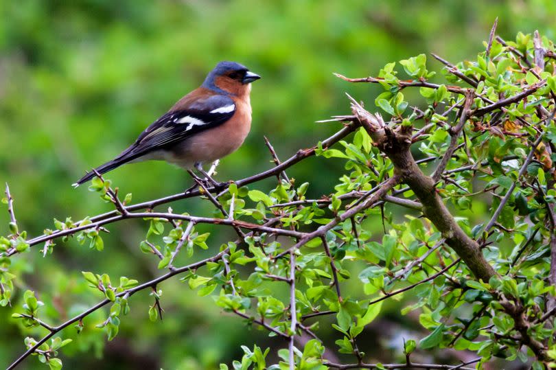 Birds and other wildlife rely on hedges, trees and scrub during breeding season