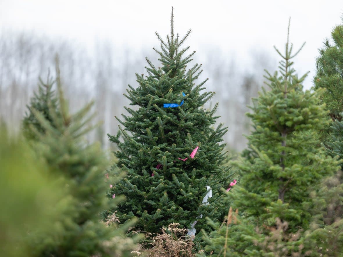 Different types of Christmas trees grow on a lot outside Antigonish, N.S. Christmas tree producers in Nova Scotia are preparing for what climate change may bring to their industry. (Robert Short/CBC - image credit)