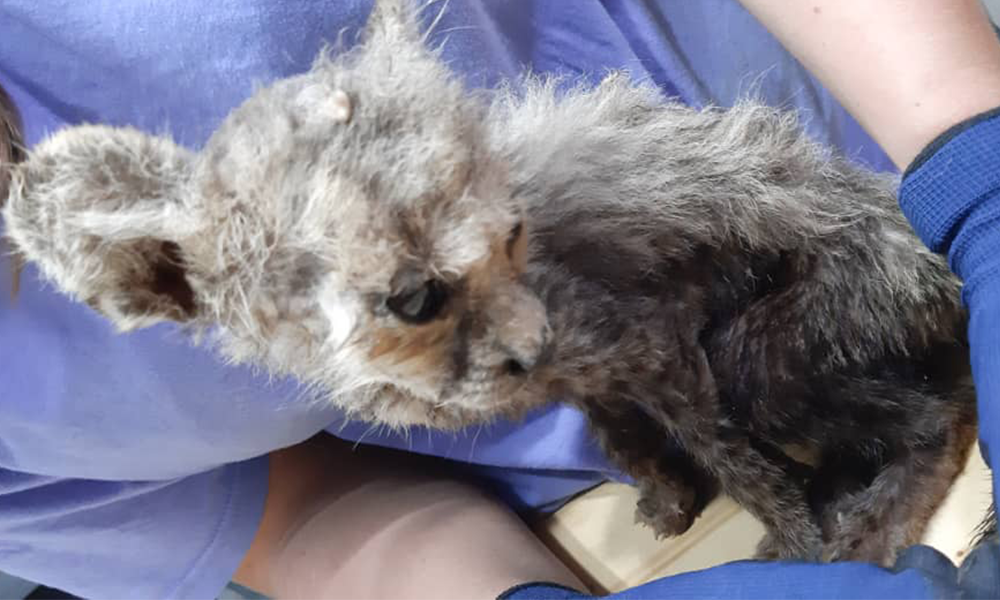 One of the cheetah cubs recently intercepted in Somaliland: Cheetah Conservation Fund