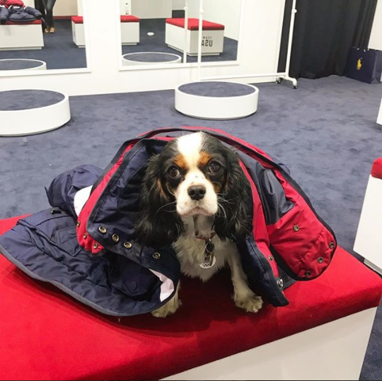 <p>Lindsey Vonn’s dog: So Mom, I can walk in the opening ceremonies with you right? Jacket fits like a glove! #imready #putmeincoach (Photo via Instagram/vonndogs) </p>