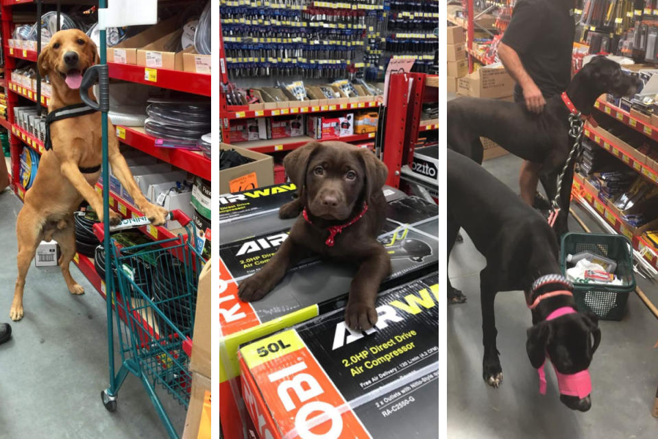 Dogs in Bunnings