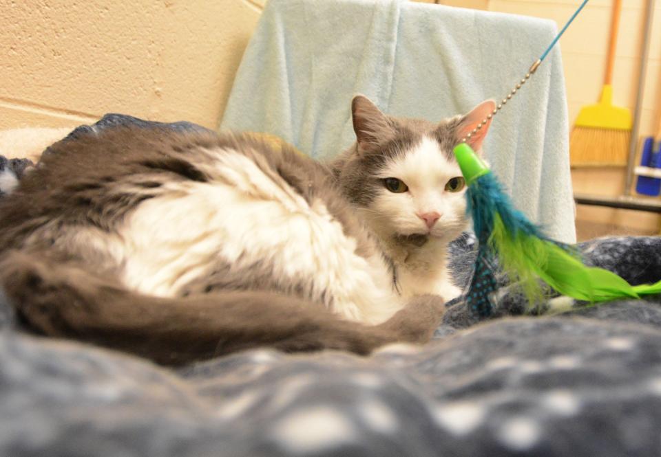 Jesse, a 12 year old domestic short hair, who is up for adoption at the Connecticut Humane Society is not interested in the feather wand Wednesday as he rests at the Waterford facility.