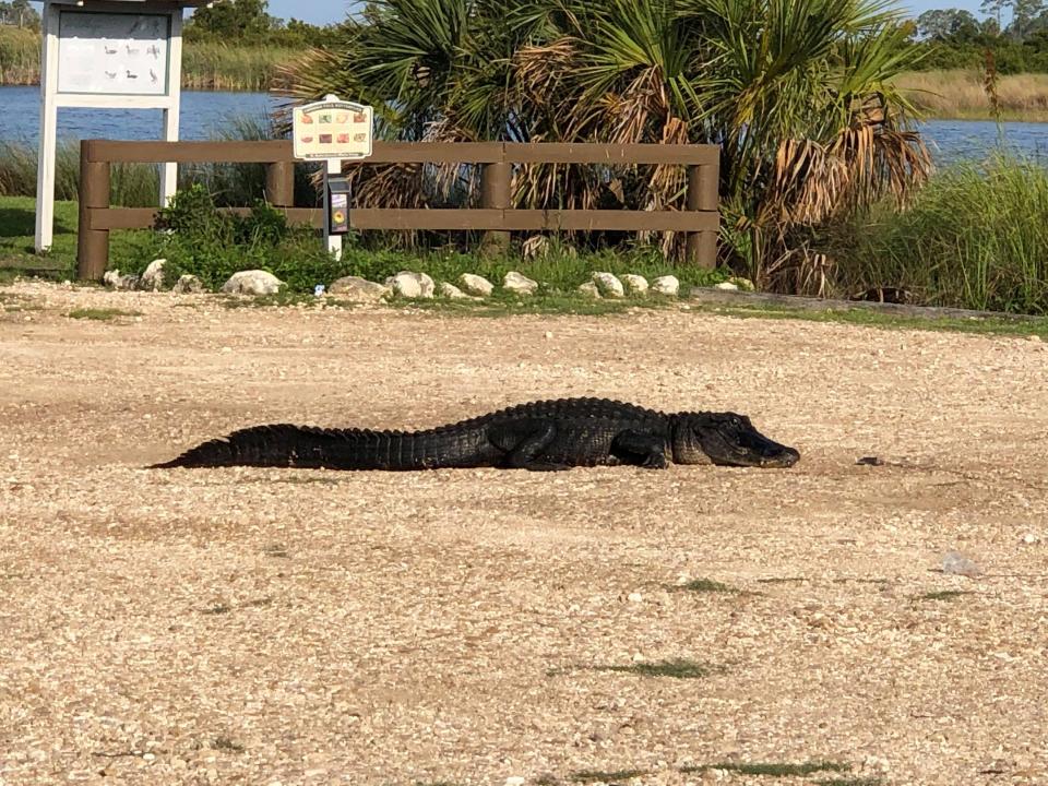 A beautiful Sunday at St. Marks National Wildlife Refuge turned sour when an alligator was caught on camera swallowing a large plastic item.