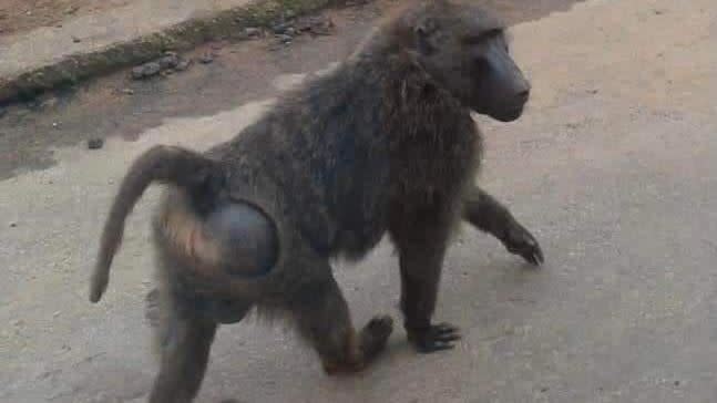 這隻逃脫的東非狒狒最後出沒地點在新屋區的一處超商。（圖／翻攝自我是中壢人臉書）