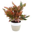 <p><strong>Costa Farms</strong></p><p>amazon.com</p><p><strong>$23.23</strong></p><p>It's one of the most common houseplants for a reason: You can place it in any room that receives indirect sunlight or very little light. Be sure to water it when the soil is dry to the touch — every week or so.</p>