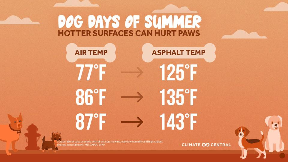 While you are striding in your sneakers on a summer dog walk, your pet's paws can be burning. Climate crisis is making that more likely.