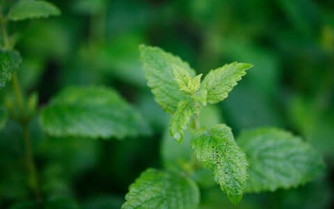 Lemon balm is known to help anxiety  - Credit: Rii Schroer ,&nbsp;