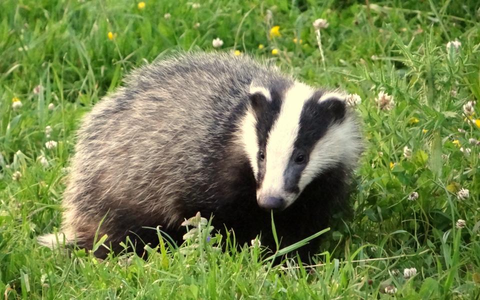 Since 1992, badgers have been protected in the UK – their only predator is the motor car - Peter Burnage/Moment RF