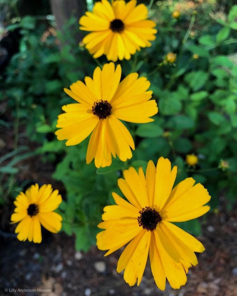Chipola coreopsis is a great groundcover for partial shade that pollinators love.