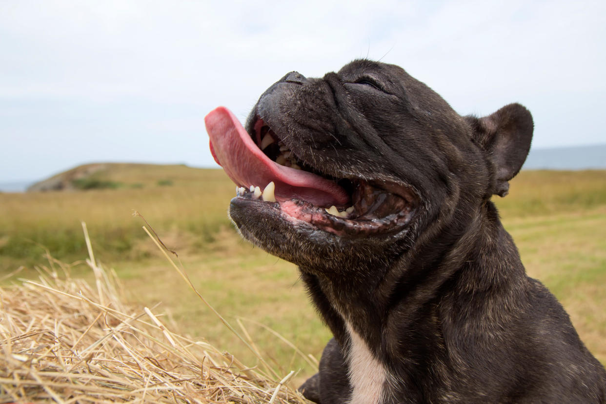 Ein Video einer Französischen Bulldogge amüsiert die Internetgemeinde. (Bild: Getty Images)