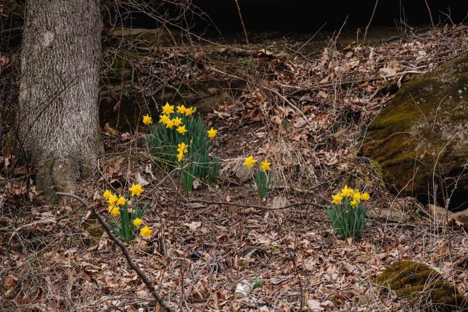 Spring is here. Daffodils are seen along a road in Wayne Township. March 20 was the first day of spring.