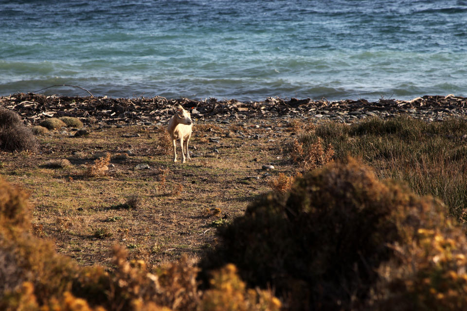 In this Sept. 8, 2019, photo, a goat stands on the beach in Kipos village, on Samothraki island, northeastern Greece. Goat herding is a way of life on Samothraki, a hard-to-reach Greek island in the northern Aegean Sea, but experts and locals are working together to control the animal population that has left its mountains barren and islanders under the threat of mudslides. (AP Photo/Iliana Mier)