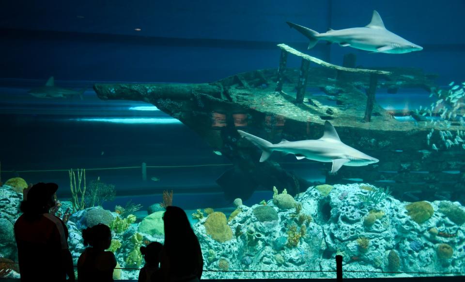 The Texas State Aquarium is just one of the many family-friendly attractions Corpus Christi has to offer.