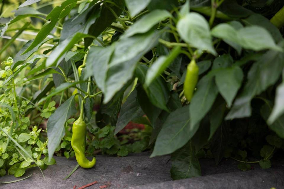 Peppers grow in Maurica Cornett’s garden, where she grows peas, corn, peppers, herbs, garlic and more in Letcher County, Ky, Tuesday, August 8, 2023.