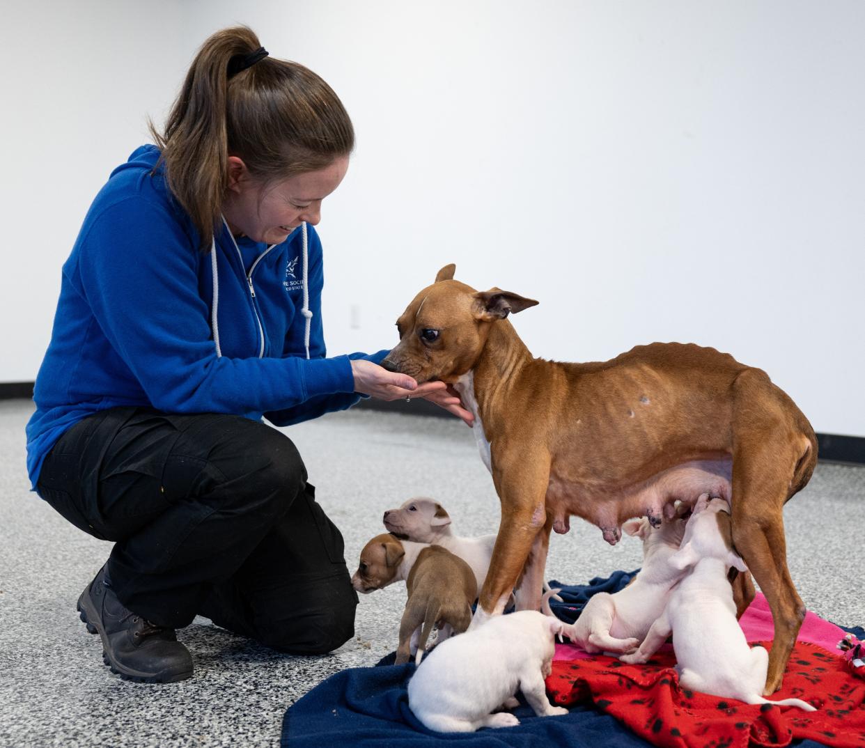 The Humane Society of the United States cares for over 120 dogs and puppies after assisting in their rescue from an alleged dogfighting operation in Maurice River Township on April 3, 2024.