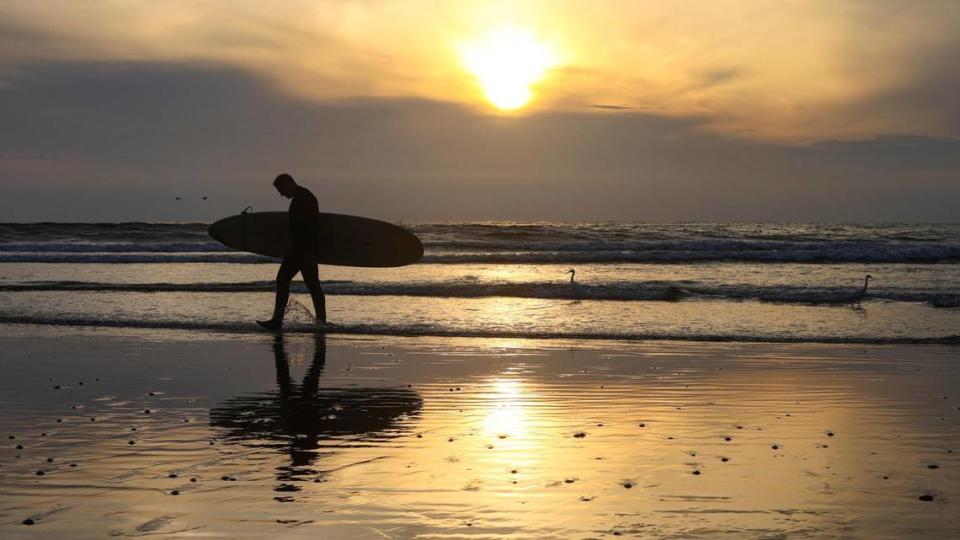 Dave Mock walks out to surf north of the Pismo Beach Pier while shore birds look to dine on Pismo clams that had surfaced during extreme low tide on the evening of Nov. 18, 2021.