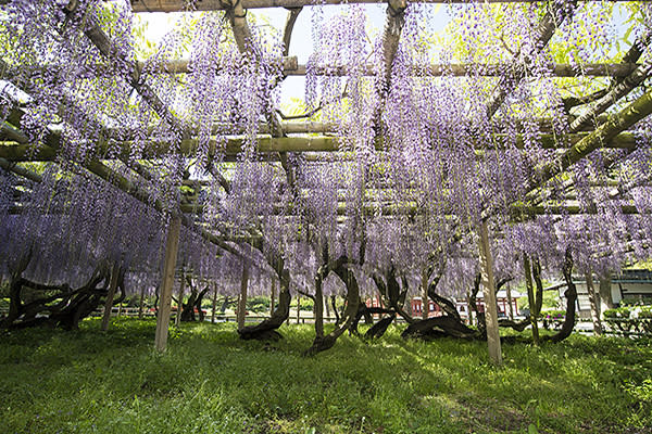 宇治平等院紫藤花 (圖／世界遺產平等院)