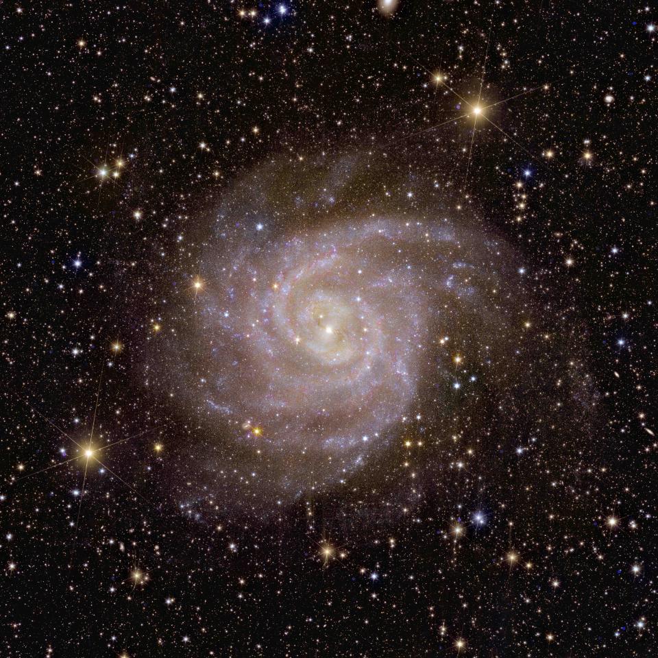 A spiral, white, purple and yellow dusty galaxy against a black, starry night.