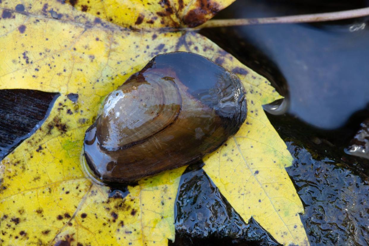 The U.S. Fish and Wildlife Service announced in July 2023 it&#39;s proposing protections for a rare freshwater mussel found in 10 states.