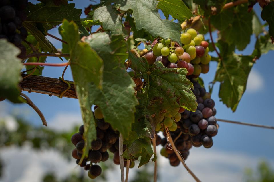 Grapes hang on the vine at Callaghan Vineyards in Elgin on Aug. 9, 2022.