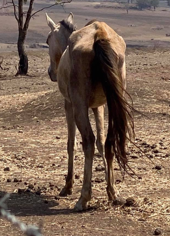 An emaciated horse is seen barely standing. Source: Facebook